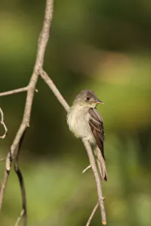 North America Prints: Eastern Wood Pewee (Contopus virens), Ohio, USA