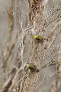 Eastern Yellow Robin (Eopsaltria australis), Victoria, Australia