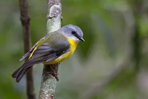 Eastern Yellow Robin (Eopsaltria australis), Queensland, Australia