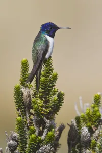 Hummingbirds Prints: Ecuadorian Hillstar (Oreotrochilus chimborazo), Ecuador