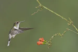 Hummingbirds Prints: Ecuadorian Piedtail (Phlogophilus hemileucurus), Ecuador