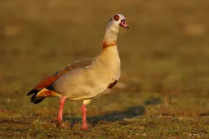 Egyptian Goose (Alopochen aegyptiaca), North Rhine-Westphalia, Germany Egyptian Goose (Alopochen aegyptiaca), North Rhine-Westphalia, Germany