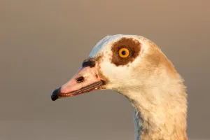 Egyptian Goose (Alopochen aegyptiaca), Utrecht, The Netherlands