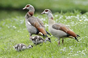 Family Prints: Egyptian Goose (Alopochen aegyptiacus) pair with goslings, Kassel, Hessen, Germany