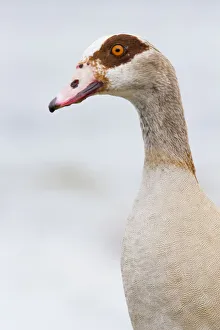 Egyptian Goose (Alopochen aegyptiacus) portrait, The Netherlands, Noord-Holland Egyptian Goose (Alopochen aegyptiacus) portrait, The Netherlands, Noord-Holland