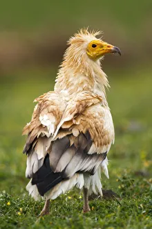 Egyptian Vulture (Neophron percnopterus), Castile-La Mancha, Spain Egyptian Vulture (Neophron percnopterus), Castile-La Mancha, Spain