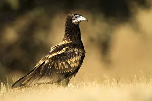 Egyptian Vulture (Neophron percnopterus), Castile-La Mancha, Spain
