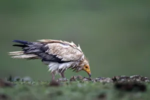 Egyptian Vulture (Neophron percnopterus), Castile-La Mancha, Spain