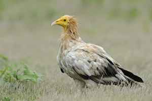 Egyptian Vulture (Neophron percnopterus), India
