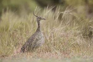 Elegant Crested Tinamou (Eudromia elegans), Chubut, Argentina Elegant Crested Tinamou (Eudromia elegans), Chubut, Argentina