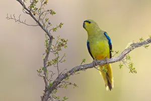 Elegant Parrot (Neophema elegans), Perth, Australia