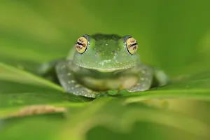 Elenas Bright-eyed Frog (Boophis elenae), Ranomafana National Park, Madagascar Elenas Bright-eyed Frog (Boophis elenae), Ranomafana National Park, Madagascar