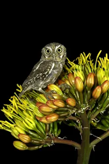 North America Prints: Elf Owl (Micrathene whitneyi), Arizona, USA