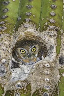 Elf Owl (Micrathene whitneyi) peering from nest hole in Saguaro cactus (Carnegiea gigantea)