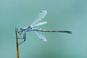 Macro Prints: Emerald Damselfly (Lestes sponsa) female on a blade of reeds, Utrecht, The Netherlands