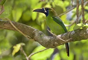 Emerald Toucanet (Aulacorhynchus prasinus) perched on a branch, San Jose, Costa Rica Emerald Toucanet (Aulacorhynchus prasinus) perched on a branch, San Jose, Costa Rica