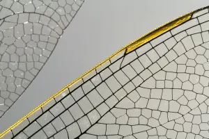 Emperor Dragonfly (Anax imperator) wing, Den Helder, The Netherlands Emperor Dragonfly (Anax imperator) wing, Den Helder, The Netherlands