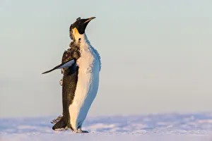 Emperor Penguin (Aptenodytes forsteri), Queen Maud Land, Antarctica Emperor Penguin (Aptenodytes forsteri), Queen Maud Land, Antarctica
