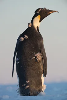 Emperor Penguin (Aptenodytes forsteri), Queen Maud Land, Antarctica