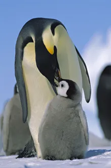 Emperor Penguin (Aptenodytes forsteri) parent feeding chick, Antarctica