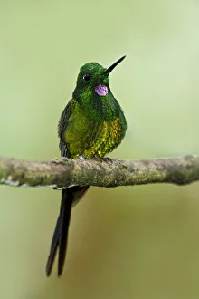 Hummingbirds Prints: Empress Brilliant (Heliodoxa imperatrix), Ecuador