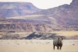 Black Prints: An endangered desert-adapted Black Rhinoceros (Diceros bicornis