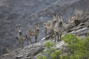 Endangered Prints: Endangered Hartmannaes Mountain Zebras (Hartmannaes Mountain Zebra