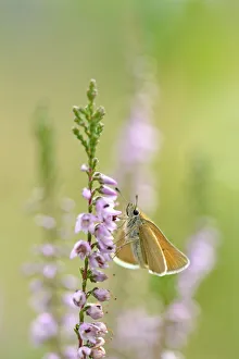 Macro Prints: Essex Skipper (Thymelicus lineola) resting on bloomin Common Heather, Laegieskamp