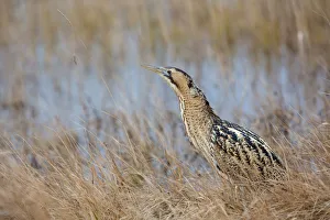 Eurasian Bittern (Botaurus stellaris), Burgenland, Austria