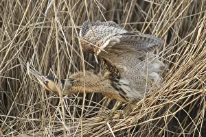 Eurasian Bittern (Botaurus stellaris), Hesse, Germany