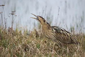 Eurasian Bittern (Botaurus stellaris) calling, Burgenland, Austria Eurasian Bittern (Botaurus stellaris) calling, Burgenland, Austria