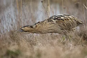 Eurasian Bittern (Botaurus stellaris) foraging, Burgenland, Austria