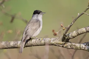 Eurasian Blackcap (Sylvia atricapilla) male, Liechtenstein