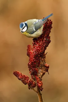 Eurasian Blue Tit (Cyanistes caeruleus), Utrecht, The Netherlands