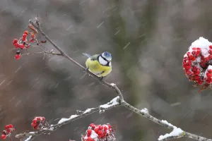 Eurasian Blue Tit (Cyanistes caeruleus), Lower Saxony, Germany