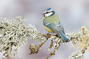 Gallen Prints: Eurasian Blue Tit (Cyanistes caeruleus), St. Gallen, Switzerland