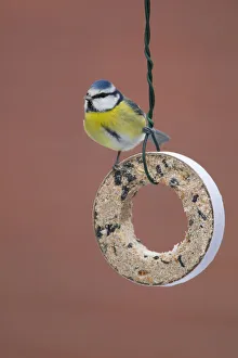 Eurasian Blue Tit (Cyanistes caeruleus), Lower Saxony, Germany