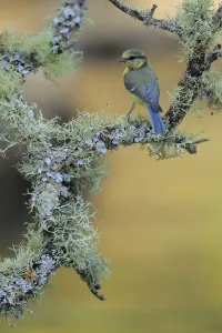 July Prints: Eurasian Blue Tit (Cyanistes caeruleus) juvenile, Andalusia, Spain