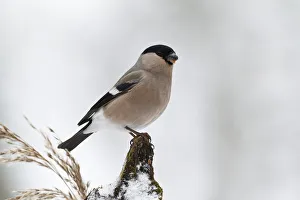 Eurasian Bullfinch (Pyrrhula pyrrhula) female, Rhineland-Palatinate, Germany Eurasian Bullfinch (Pyrrhula pyrrhula) female, Rhineland-Palatinate, Germany