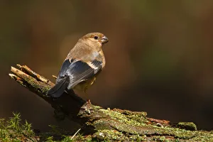 Eurasian Bullfinch (Pyrrhula pyrrhula) juvenile, Utrecht, The Netherlands