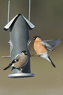 Eurasian Bullfinch (Pyrrhula pyrrhula) pair on bird feeder, Bursfelde, Lower Saxony