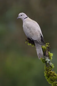 Eurasian Collared Dove (Streptopelia decaocto), British Columbia, Canada Eurasian Collared Dove (Streptopelia decaocto), British Columbia, Canada