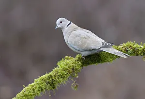 Eurasian Collared Dove (Streptopelia decaocto), British Columbia, Canada