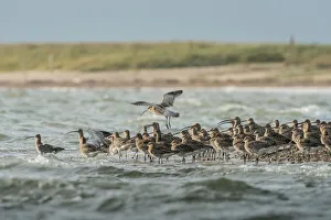 Eurasian Curlew (Numenius arquata), Schleswig-Holstein, Germany