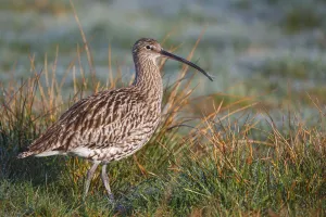 Eurasian Curlew (Numenius arquata), North Rhine-Westpalia, Germany