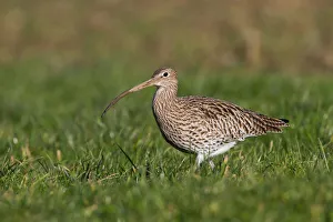 Eurasian Curlew (Numenius arquata), Thurgovia, Switzerland