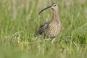 Eurasian Curlew (Numenius arquata), Noord-Holland, The Netherlands