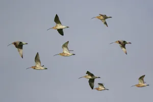 Eurasian Curlew (Numenius arquata) flock flying, The Netherlands Eurasian Curlew (Numenius arquata) flock flying, The Netherlands