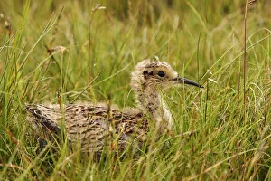 Wader Prints: Eurasian Curlew (Numenius arquata) juvenile, Yorkshire Dales, United Kingdom