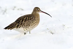 Eurasian Curlew (Numenius arquata) in snow, Den Oever, Noord-Holland, The Netherlands Eurasian Curlew (Numenius arquata) in snow, Den Oever, Noord-Holland, The Netherlands
